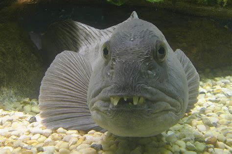 7 Fish So Ugly Only Their Mothers Can Love Them – 30A