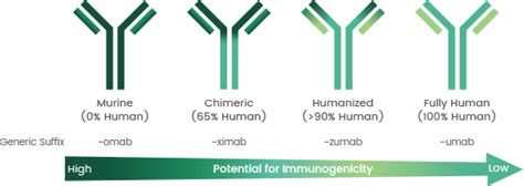 Evolution of Antibody Humanization and Affinity Maturation | Sino Biological