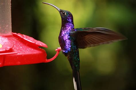 colibri violet sabrewing COSTA-RICA | Didier Alexandre - Photographe