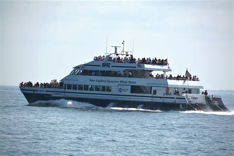 New England Aquarium Whale Watch | Outside the Cage