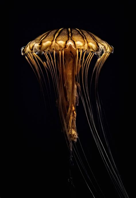 Jellyfish - Atlantic sea nettle | Deep sea creatures, Beautiful sea ...