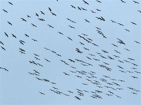 American White Pelican – Fall Migration – DFW Urban Wildlife