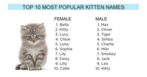 2012's most popular kitten names: Bella, Max and ... Kitty