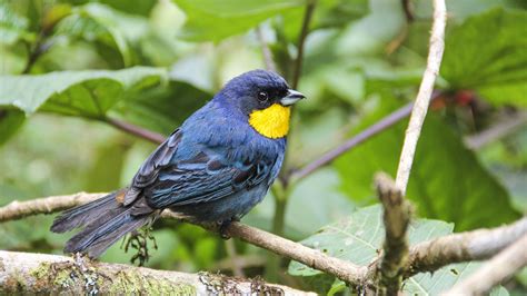 Are there more endangered bird species than we think? - The Verge