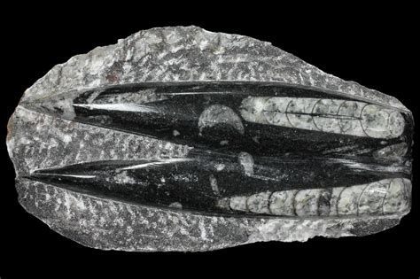 Polished Orthoceras (Cephalopod) Fossils - Morocco (#96645) For Sale - FossilEra.com