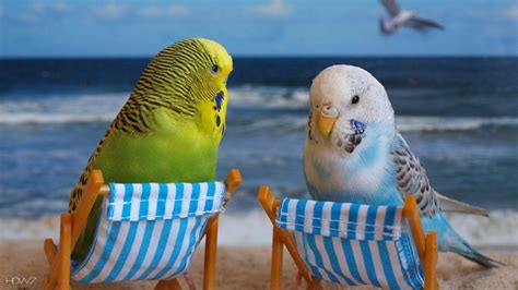 Budgie Wallpapers - Wallpaper Cave