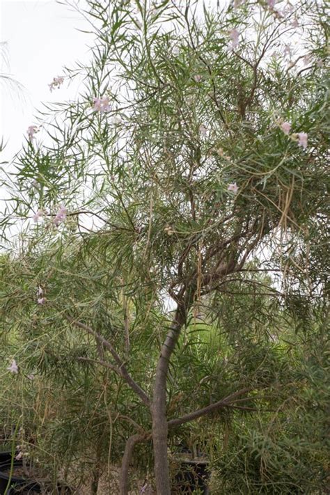 Desert Willow Tree — GDNC Nursery