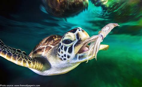 Interesting facts about sea turtles | Just Fun Facts