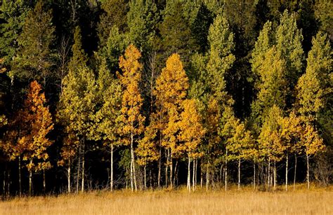 Fall Colors in Boulder County Colorado