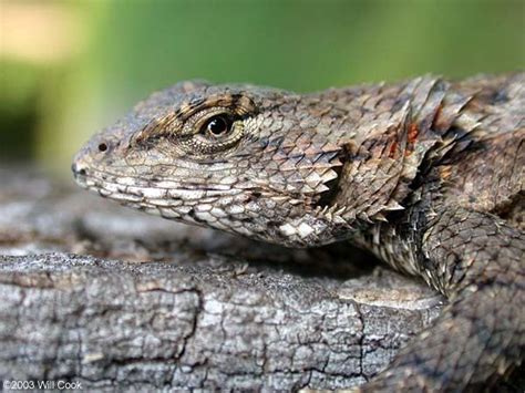 Eastern fence lizard - Alchetron, The Free Social Encyclopedia