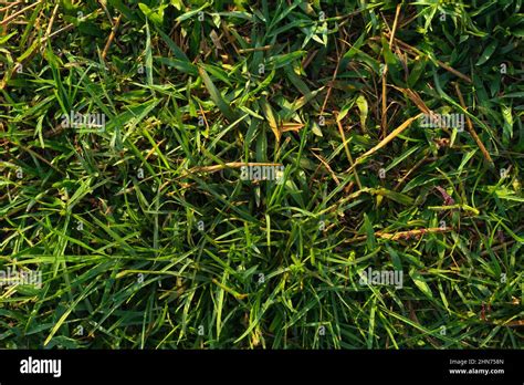 Grass and leaf background texture photograph Stock Photo - Alamy