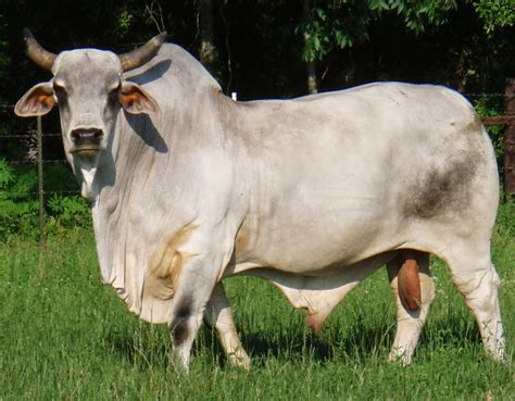 The American Cowboy Chronicles: Cattle Breed -- The American Brahman