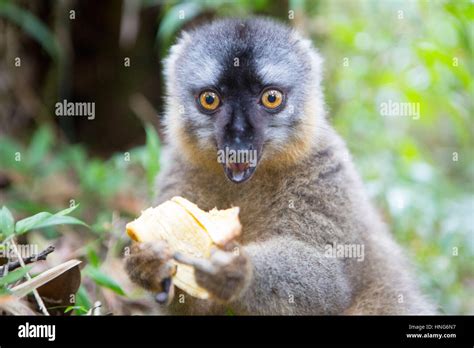 Lemur eating a banana in Ranomafana national park in Madagascar Stock Photo - Alamy