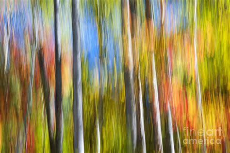 Fall colors abstract Photograph by Elena Elisseeva - Fine Art America