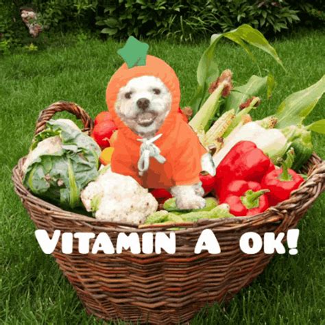 Dog Carrot GIF - Dog Carrot Vegetable - Discover & Share GIFs