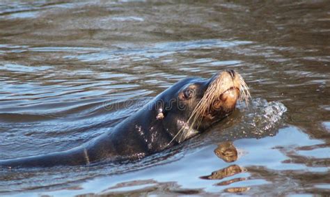 California Sea Lion Swimming Stock Photo - Image of exhibit, enclosure: 85079432