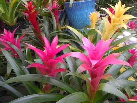 Bromeliad – Care | Walter Reeves: The Georgia Gardener