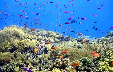 Bunaken National Park, Bunaken Island, Sulawesi, Indonesia