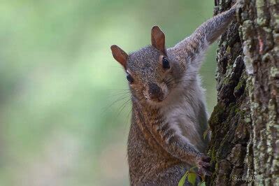 23 Best Squirrel Hunting Tips