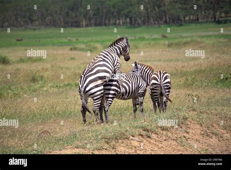 Zebra mating hi-res stock photography and images - Alamy