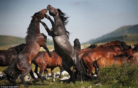 Battle of the stallions: Male horses attack each other in show of ...