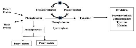 The phenylalanine metabolism in Phenylketonuria. | Download Scientific Diagram