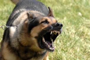 File:Military dog barking.JPG - Wikipedia