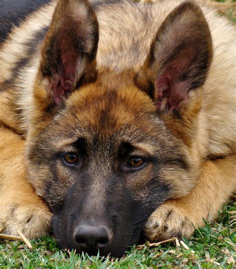 Sable German Shepherd Puppy by Sandy Keeton