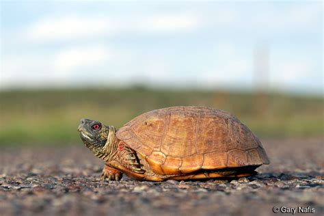 Desert Box Turtle - Terrapene ornata luetola