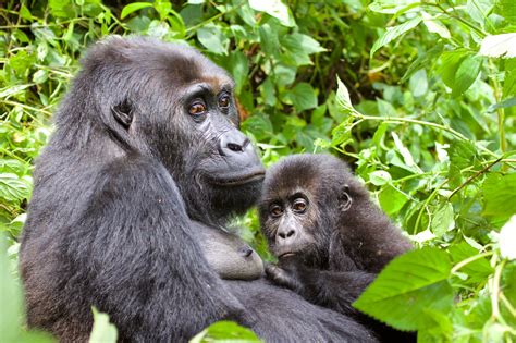 Grauer's Gorilla one step closer to extinction | WWF