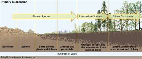 Primary succession | biology | Britannica.com