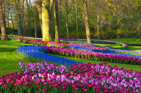 Tulip Garden In Amsterdam | Fasci Garden