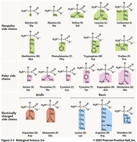 Three acronym mnemonics for remembering the amino acids – Mindful Med Student | Biochemistry ...