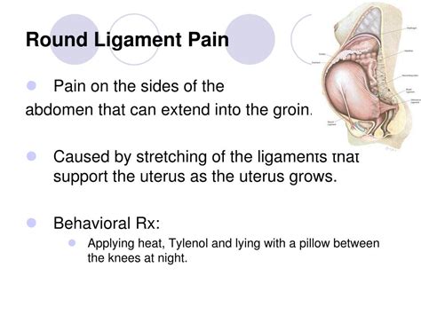 Presence of round ligament in fetal pig and humans - klovector