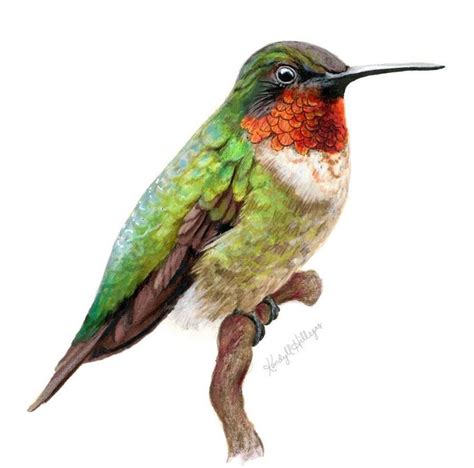 Kendyll Hillegas | Humming bird art, Hummingbird illustration, Bird art