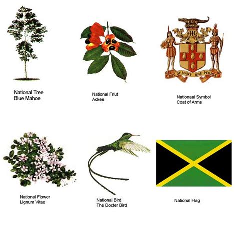 jamaica national flower tattoo - rainbowtruewhitevanswomens