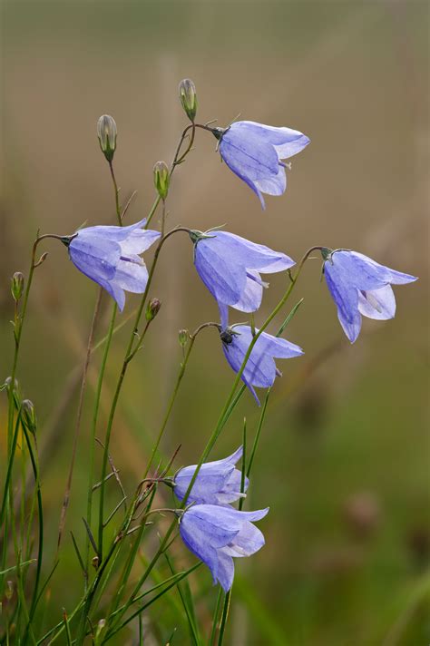 A simple guide to the wildflowers of Britain - Country Life