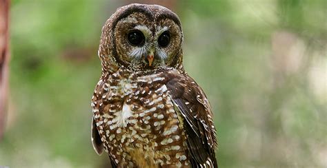 Feds propose expanding northern spotted owl habitat - E&E News by POLITICO