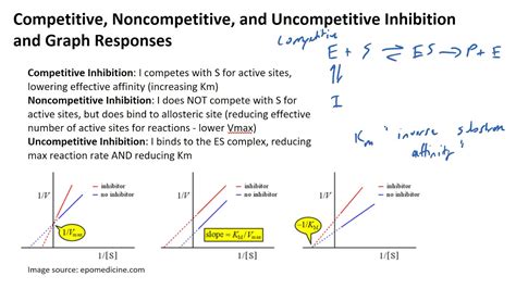 Competitive, Noncompetitive, and Uncompetitive Inhibition and Graph Responses - YouTube