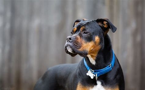 The Rottweiler Boxer Mix - Boxweiler | Labrottie.com