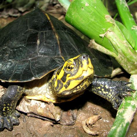 Yellow-headed Temple Turtle | Tulsa Zoo