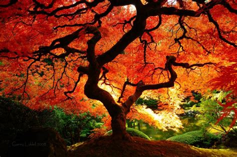 brilliant orange red Japanese Maple tree