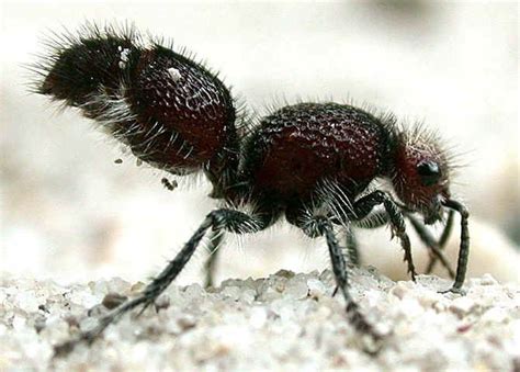 Red Velvet Ant - Acetotilla sp. | Ants, Insects, Velvet