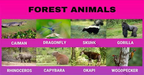 Forest Animals: Helpful List of 55 Different Animals Living in the ...