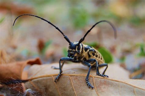 cottonwood borer | These insects live in the cottonwood tree… | Flickr