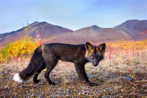 Incredible photographs of the rare Silver Fox - Imgur Rare Animals ...