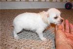 Chi-Poo - Chipoo Puppies for Sale from Reputable Dog Breeders