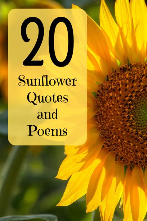 20 Best and Happiest Sunflower Quotes, Poems, and Sayings - Holidappy