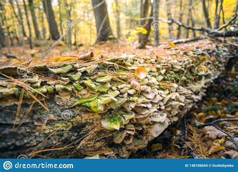 Fungi Grows Along a Fallen Tree in Autumn Forest Stock Photo - Image of ...