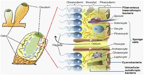 Two Types Of Cells That Make Up Sponges | Saubhaya Makeup